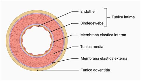 Wandaufbau Einer Arterie Doccheck