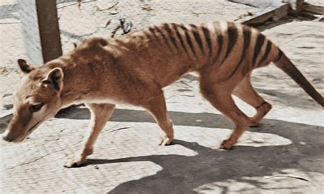 From Pest To Quest How The Tasmanian Tiger Captured The Imagination