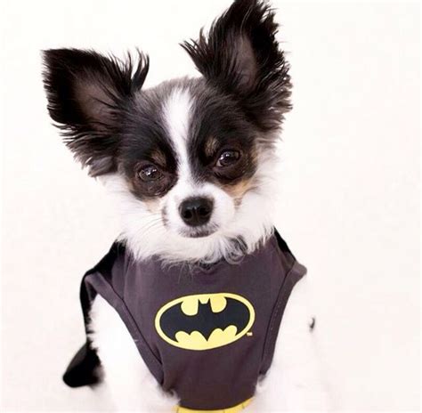 Batman Chihuahua Love Chihuahua Batman