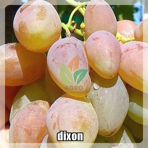 Jual Bibit Anggur Import Dixon Agro Bibit Id