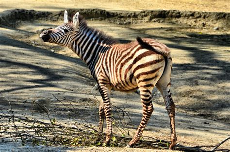 Brown And White Grants Zebra Foal At Zoo Basel In Basel Switzerland