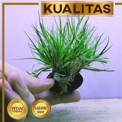 Jual Juncus Repens Wabikusa Tanaman Air Aquascape Hiasan Aquarium Ikan