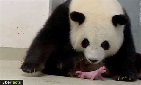 At Birth A Baby Panda Is Smaller Than A Mouse Panda Babies Are Among