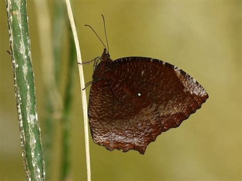 Common Palmfly Insects Of Mumbai Inaturalist