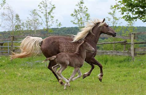 Information about the Rocky Mountain Horse Breed