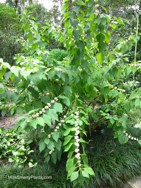 Callicarpa Americana Foliage