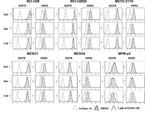 Figure 1 From Lapatinib Enhances Trastuzumab Mediated Antibody