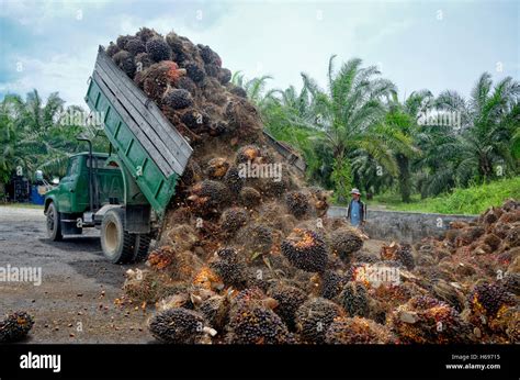 Plantation Worker Watches As A Truck Unloads Freshly Harvested Oil Palm