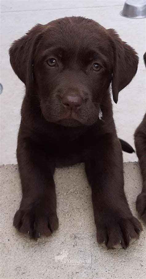 Portée Labradors Chocolats LOF Ferme du Pomayrol