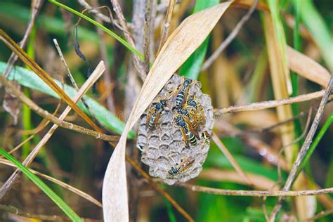 Small Wasp Nest with Wasps in the Grass Stock Image - Image of ...