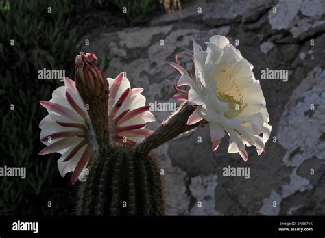 Flowering Queen Of The Night Selenicereus Grandiflorus Cactus