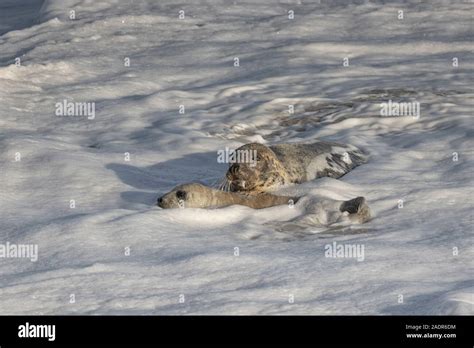 Grey Seals and Pups in the breeding season Stock Photo - Alamy