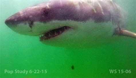 Video See Freckles The Capes First Great White Shark Of 2015