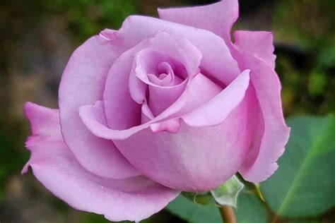 15 Purple Roses To Buy: Images & Care Tips - SONG OF ROSES