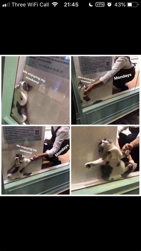 The cat being dragged from the window : r/MemeTemplatesOfficial