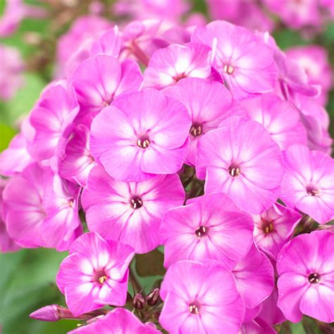 Phlox Paniculata Famous Light Purple Acheter Des Plantes Sur Coolplants