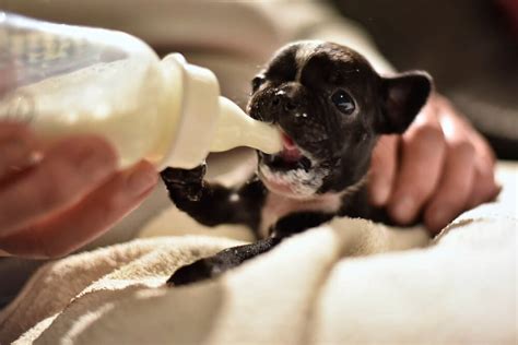 Newborn Puppy Feeding Chart & Feeding Advice - Raised Right - Human-Grade Pet Food