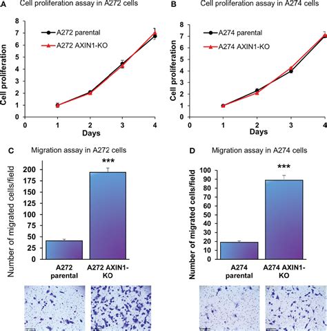 Frontiers Effect Of Crispr Knockout Of Axin Or Arid A On