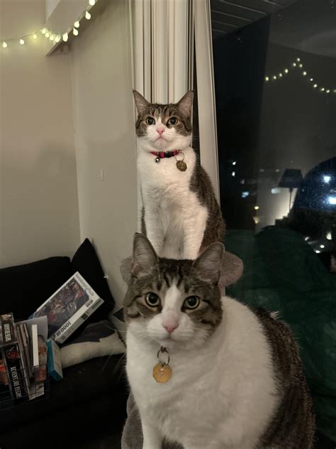 Optical illusion/totem pole kitties : r/cats