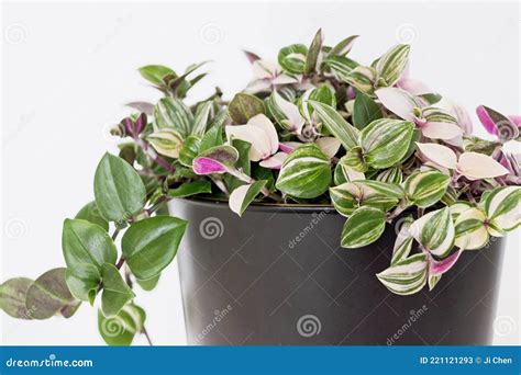 Tradescantia Fluminensis Tricolor Plant In Pot On White Background