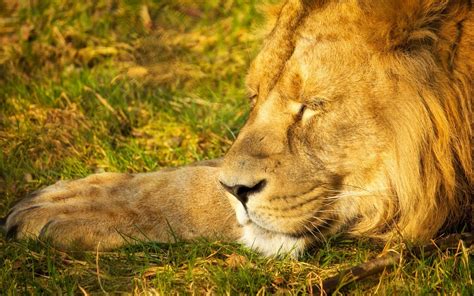 1017006 Animals Lion Wildlife Big Cats Zoo Whiskers Grassland