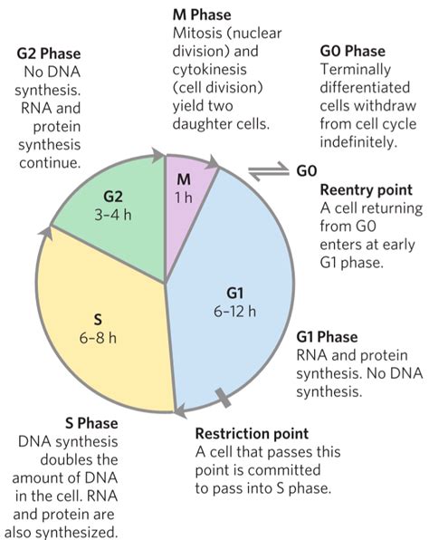 The Myc Oncogene Types And Their Changes And Role In Tumours C