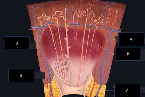 Diagram Of Renal Anatomy Mock Questions To Learn From Quizlet