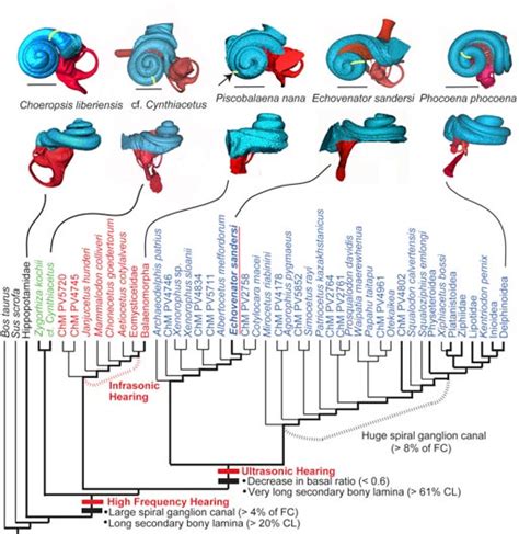 The Origin Of High Frequency Hearing In Whales