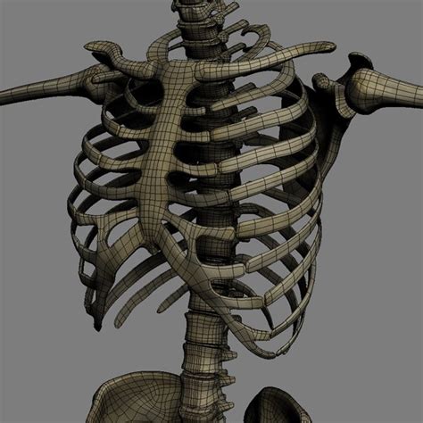 Human Skeleton Rigged Male Man 3d Model