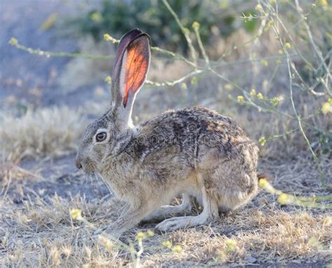 Black-tailed Jackrabbit Showing Its Long Translucent Veined Ears Stock ...