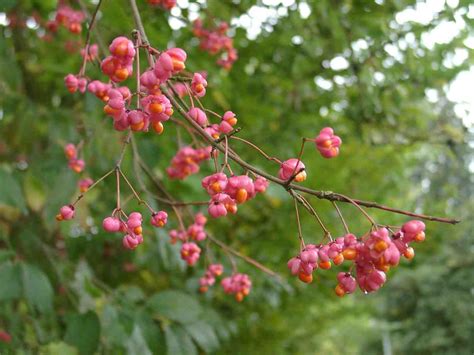 trees planet euonymus europaeus european spindle tree