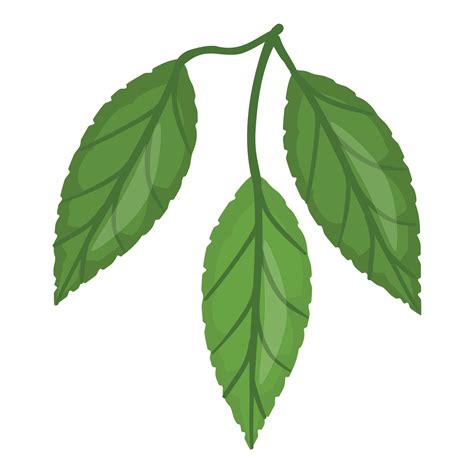 Cocoa leaf tree icon cartoon vector. Bean plant 14210320 Vector Art at ...