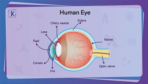 Update 140+ structure of eye drawing - seven.edu.vn