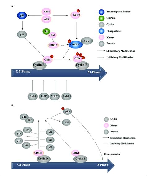 Cell Cycle Progression A Example Of Targets Of Cell Cycle Arrest