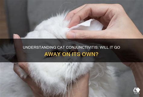 Understanding Cat Conjunctivitis: Will It Go Away On Its Own? | PetShun