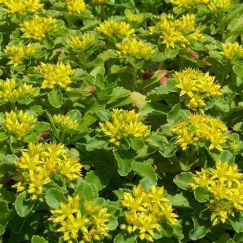 Sedum Yellow Stonecrop Succulent Seeds Sedum Ellacombianum Etsy