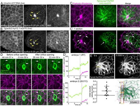 Utrophin Gfp Mrna Thermo Fisher Bioz