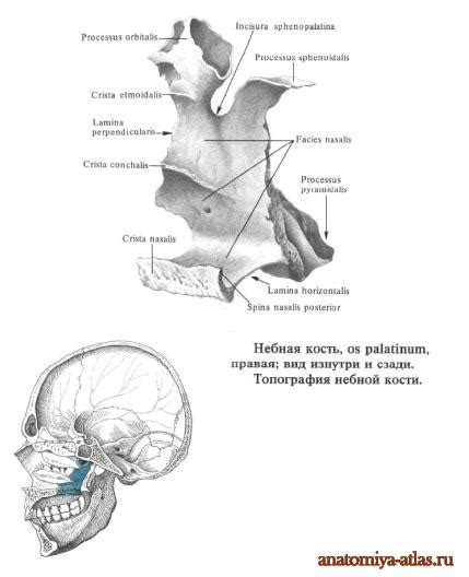 Небная кость | это... Что такое Небная кость?