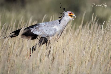 African Wildlife Photography | Prints by Mitchell Krog