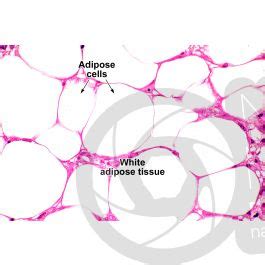 Rat Unilocular Adipose Tissue Transverse Section 500X Unilocular