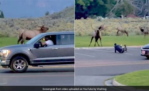 Watch Tourist Falls Down As Angry Bull Elk Charges At Him Then