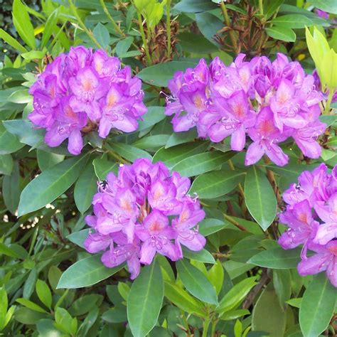 Rhododendron (Rhododendron ponticum) – Druid Alchemy