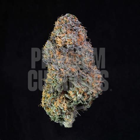 Buy Lemon Cherry Gelato Seeds Online | Premium Cultivars