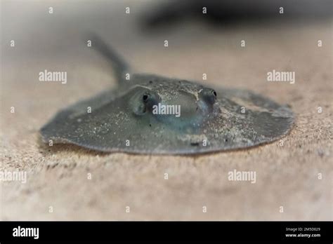 Una raya occelada del río Potamotrygon motoro nadó a través de su