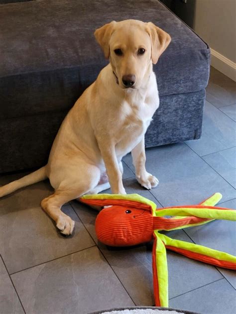 Frank With Toy Monterey Bay Lab Rescue