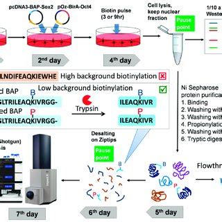 experimental workflow   detection  quantitative analysis