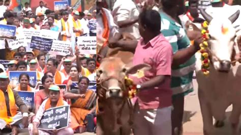 Bjp Protests Against Karnataka Govts Plan To Scrap Cow Slaughter Ban