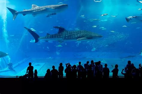 Keren Abis Wisata Jakarta Aquarium Safari Neo SOHO Tawarkan Berenang