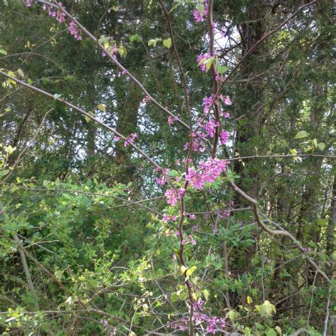 Eastern Redbud Project Noah