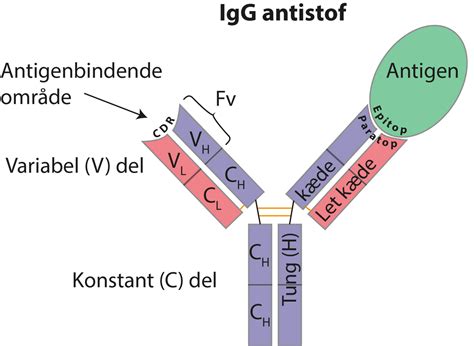 epitop – Lex